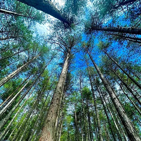 Forest Zlatni Bor * Zlatibor