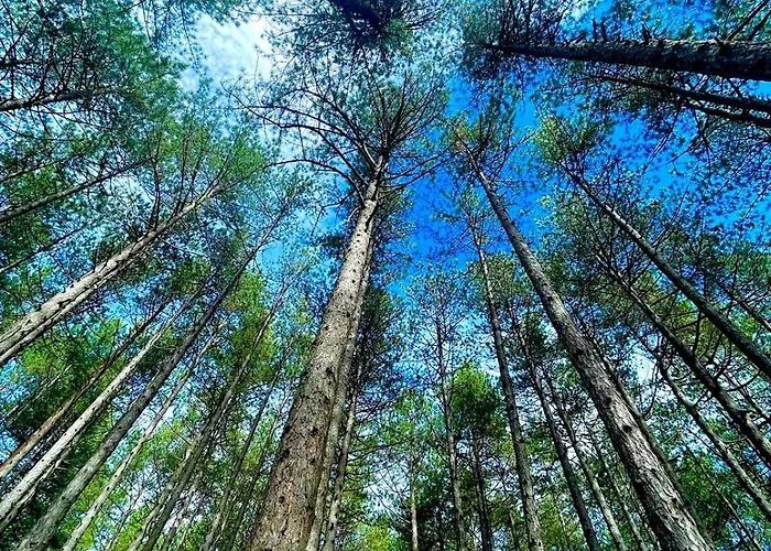 Forest Zlatni Bor * ズラティボール